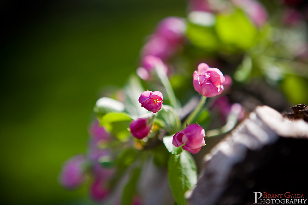 IMAGE: http://www.brantgajda.com/images/gallery/landscape/large/flower5.jpg