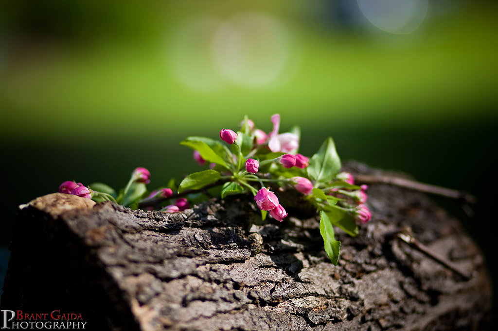 IMAGE: http://www.brantgajda.com/images/gallery/landscape/large/flower6.jpg