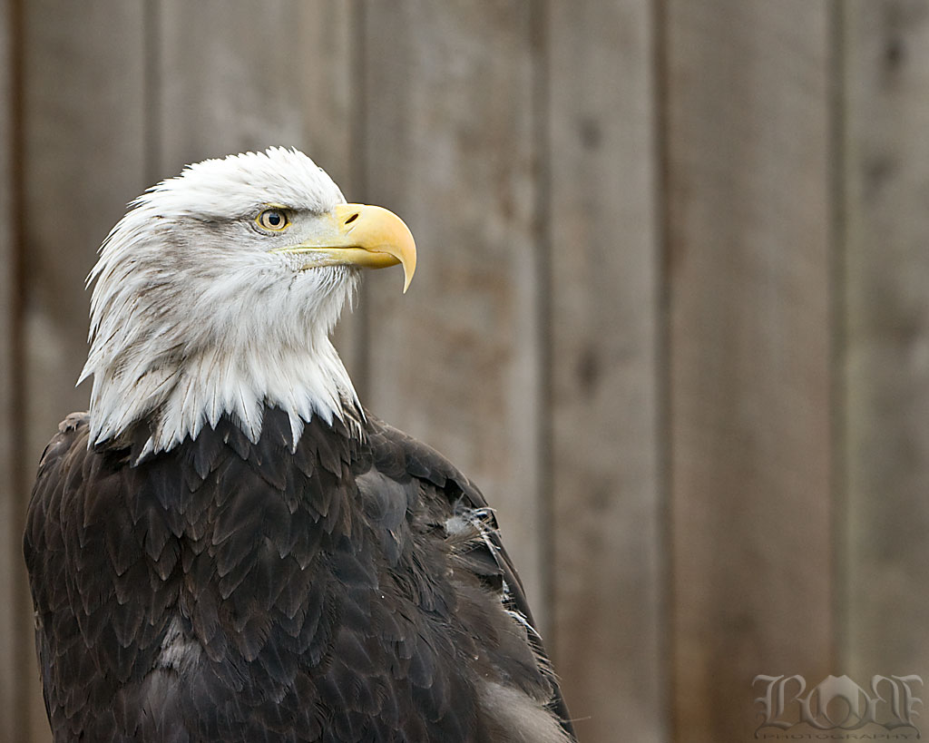 Bald Eagle - AR15.COM