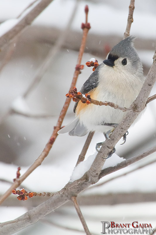 IMAGE: http://www.brantgajda.com/images/gallery/wildlife/large/bird15.jpg