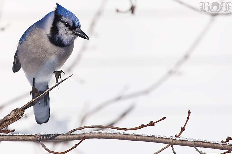 IMAGE: http://www.brantgajda.com/images/gallery/wildlife/large/bluejay2.jpg