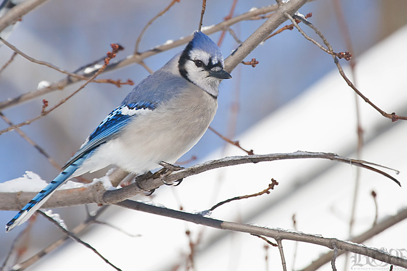 IMAGE: http://www.brantgajda.com/images/gallery/wildlife/large/bluejay4.jpg