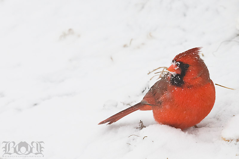 IMAGE: http://www.brantgajda.com/images/gallery/wildlife/large/cardinal1.jpg