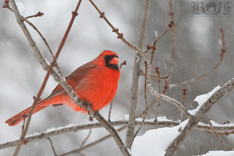 IMAGE: http://www.brantgajda.com/images/gallery/wildlife/large/cardinal4.jpg
