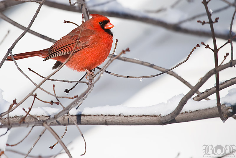 IMAGE: http://www.brantgajda.com/images/gallery/wildlife/large/cardinal7.jpg