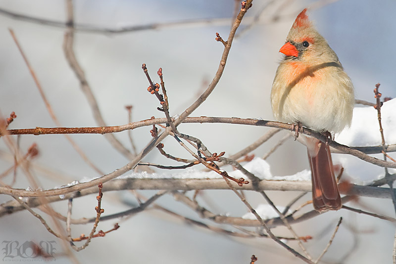 IMAGE: http://www.brantgajda.com/images/gallery/wildlife/large/cardinal8.jpg