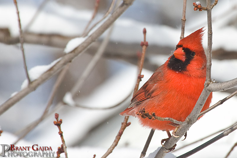 IMAGE: http://www.brantgajda.com/images/gallery/wildlife/large/cardinal9.jpg