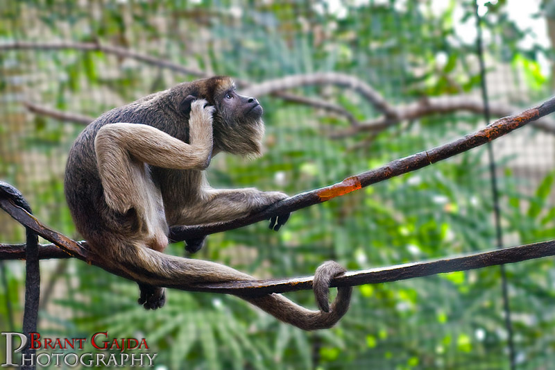 IMAGE: http://www.brantgajda.com/images/gallery/wildlife/large/monkey1.jpg